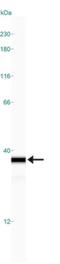 NAD(P)H Quinone Dehydrogenase 1 antibody, NB200-209, Novus Biologicals, Western Blot image 