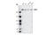 Chromodomain Helicase DNA Binding Protein 2 antibody, 4170S, Cell Signaling Technology, Western Blot image 