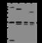 WD repeat-containing protein 61 antibody, 200928-T38, Sino Biological, Western Blot image 