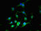 Cytosolic Iron-Sulfur Assembly Component 3 antibody, CSB-PA863991LA01HU, Cusabio, Immunofluorescence image 