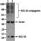 ISG15 Ubiquitin Like Modifier antibody, 14-5857-80, Invitrogen Antibodies, Western Blot image 