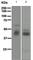 Mesothelin antibody, ab134109, Abcam, Western Blot image 