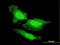 HBGF-1 antibody, LS-B5406, Lifespan Biosciences, Immunofluorescence image 