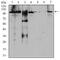 Factor Interacting With PAPOLA And CPSF1 antibody, NBP2-52546, Novus Biologicals, Western Blot image 