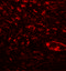 Secreted Phosphoprotein 1 antibody, 7443, ProSci, Immunofluorescence image 