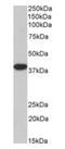 Mortality Factor 4 Like 1 antibody, orb334071, Biorbyt, Western Blot image 