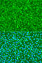 Forkhead Box O3 antibody, 13-033, ProSci, Immunofluorescence image 