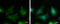 Mitogen-Activated Protein Kinase Kinase Kinase 13 antibody, GTX111101, GeneTex, Immunocytochemistry image 