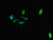 Tudor Domain Containing 1 antibody, LS-C679766, Lifespan Biosciences, Immunofluorescence image 