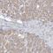 RING finger protein 219 antibody, HPA034786, Atlas Antibodies, Immunohistochemistry frozen image 