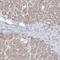 Ring Finger Protein 219 antibody, HPA034786, Atlas Antibodies, Immunohistochemistry frozen image 