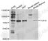 Toll-like receptor 10 antibody, A5852, ABclonal Technology, Western Blot image 