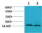 Histone H3 antibody, STJ97430, St John