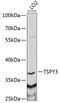 Testis Specific Protein Y-Linked 3 antibody, 22-094, ProSci, Western Blot image 