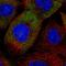 Eukaryotic Translation Initiation Factor 3 Subunit K antibody, HPA054590, Atlas Antibodies, Immunofluorescence image 