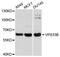 VPS33B Late Endosome And Lysosome Associated antibody, A8799, ABclonal Technology, Western Blot image 