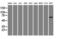 Aryl Hydrocarbon Receptor Interacting Protein Like 1 antibody, M05356, Boster Biological Technology, Western Blot image 