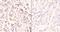 Inositol Hexakisphosphate Kinase 2 antibody, PA5-75344, Invitrogen Antibodies, Immunohistochemistry paraffin image 
