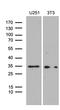 Homeobox D9 antibody, LS-C792171, Lifespan Biosciences, Western Blot image 