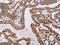 ATP Synthase Peripheral Stalk Subunit F6 antibody, CSB-PA075471, Cusabio, Immunohistochemistry frozen image 
