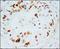 Lamin B1 antibody, 251869, Abbiotec, Immunohistochemistry paraffin image 