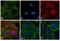 Rat IgG Isotype Control antibody, A-21211, Invitrogen Antibodies, Immunofluorescence image 