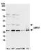 Ubiquitin Family Domain Containing 1 antibody, A305-142A, Bethyl Labs, Western Blot image 