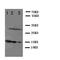 C-X-C Motif Chemokine Ligand 16 antibody, orb27652, Biorbyt, Western Blot image 