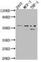 Matrix Metallopeptidase 12 antibody, CSB-RA595609A0HU, Cusabio, Western Blot image 