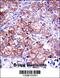 Inosine Monophosphate Dehydrogenase 1 antibody, 57-112, ProSci, Immunohistochemistry frozen image 