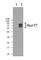 Nuclear Receptor Subfamily 4 Group A Member 1 antibody, 653502, BioLegend, Western Blot image 