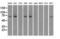 Fermitin Family Member 2 antibody, LS-C784329, Lifespan Biosciences, Western Blot image 
