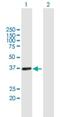 Uracil Phosphoribosyltransferase Homolog antibody, H00139596-B01P, Novus Biologicals, Western Blot image 