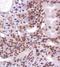 MutL Homolog 1 antibody, orb11081, Biorbyt, Immunohistochemistry paraffin image 