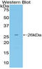 Growth Factor Receptor Bound Protein 7 antibody, LS-C294360, Lifespan Biosciences, Western Blot image 