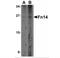 TNF Receptor Superfamily Member 12A antibody, NBP2-34499, Novus Biologicals, Western Blot image 