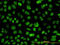 Emerin antibody, LS-C133167, Lifespan Biosciences, Immunofluorescence image 