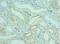 Bromodomain Containing 9 antibody, LS-C380124, Lifespan Biosciences, Immunohistochemistry frozen image 