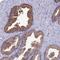 Translocase Of Outer Mitochondrial Membrane 20 Like antibody, HPA044997, Atlas Antibodies, Immunohistochemistry paraffin image 