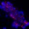 BetaKlotho antibody, MAB58891, R&D Systems, Immunofluorescence image 