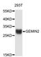 Gem Nuclear Organelle Associated Protein 2 antibody, STJ25531, St John