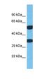 Transmembrane Protein 68 antibody, orb327120, Biorbyt, Western Blot image 