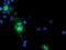 T-Complex 11 Like 2 antibody, TA501807, Origene, Immunofluorescence image 