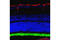 Rhodopsin antibody, 27182S, Cell Signaling Technology, Immunofluorescence image 