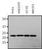 RAP1A, Member Of RAS Oncogene Family antibody, MA1-147, Invitrogen Antibodies, Western Blot image 