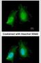 MCL1 Apoptosis Regulator, BCL2 Family Member antibody, PA5-27597, Invitrogen Antibodies, Immunofluorescence image 