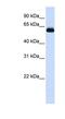 Tripartite Motif Containing 60 antibody, NBP1-55076, Novus Biologicals, Western Blot image 