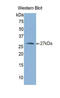 NOG antibody, LS-C295660, Lifespan Biosciences, Western Blot image 