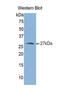 Noggin antibody, LS-C295660, Lifespan Biosciences, Western Blot image 