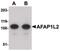 Actin filament-associated protein 1-like 2 antibody, PA5-20770, Invitrogen Antibodies, Western Blot image 